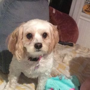 Meet your Posher, Emily