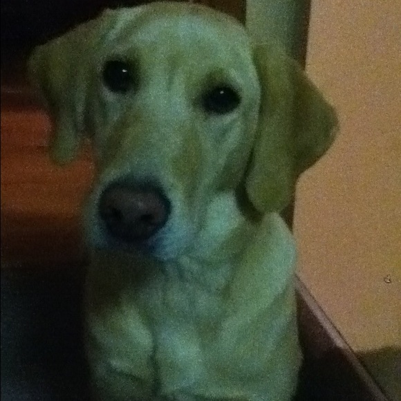 Meet your Posher, Alex