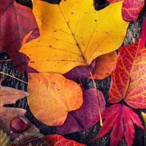 Meet your Posher, Angelisha