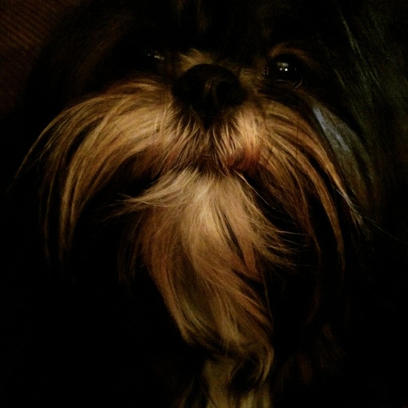 💓NEW 💓🐕🐕🐕🐕🐕🐕❣️PUPPIES❣️ - Picture 7 of 7