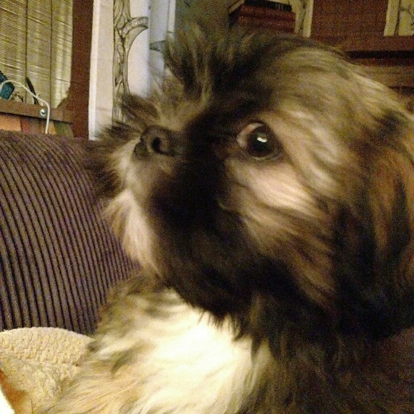 💓NEW 💓🐕🐕🐕🐕🐕🐕❣️PUPPIES❣️ - Picture 6 of 7