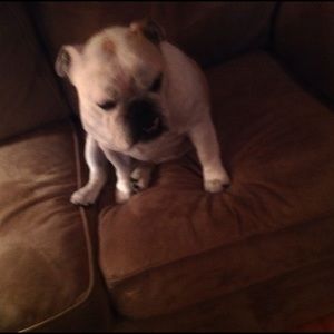 Meet your Posher, Bridget