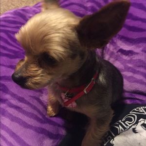 Meet your Posher, Robin