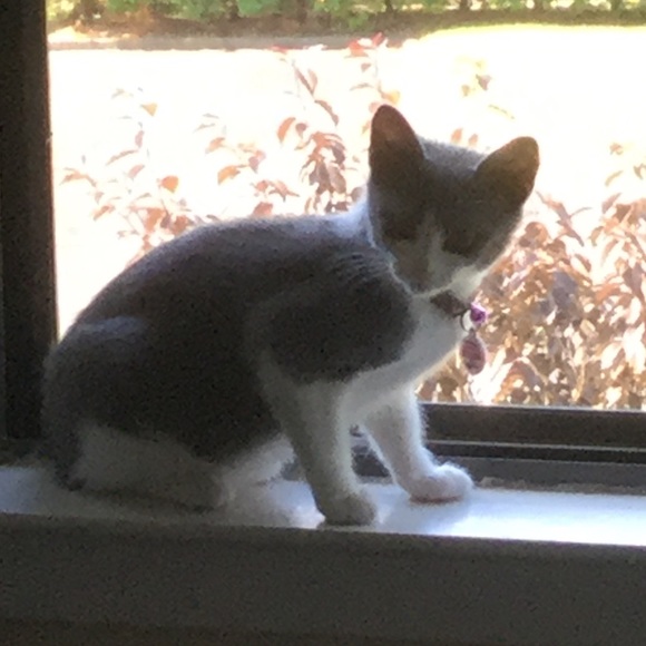 Meet your Posher, Deborah - Picture 2 of 2