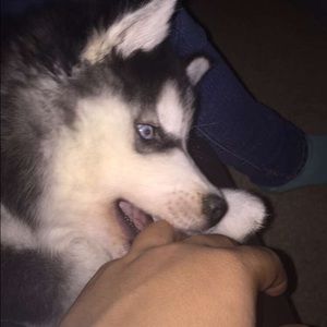 Meet your Posher, Cesario