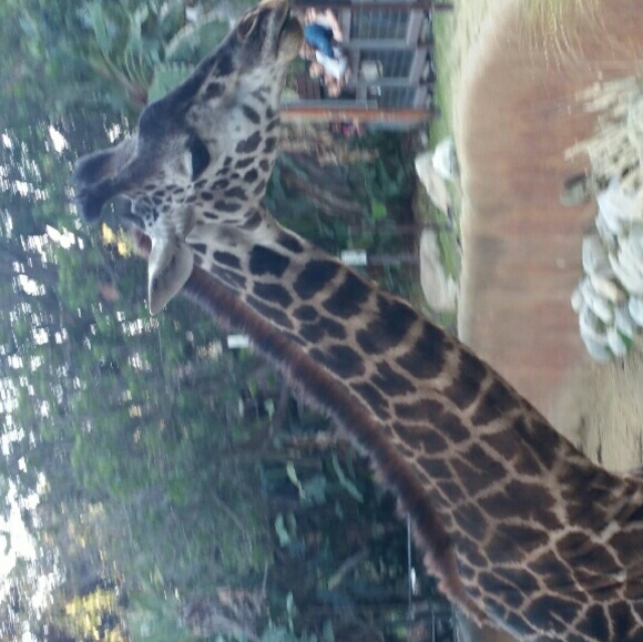 Meet your Posher, Rosa - Picture 1 of 1