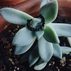 • septum clicker •