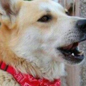 Meet your Posher, Denden