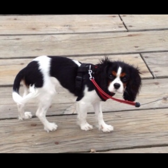 Meet your Posher, Marilyn - Picture 1 of 1