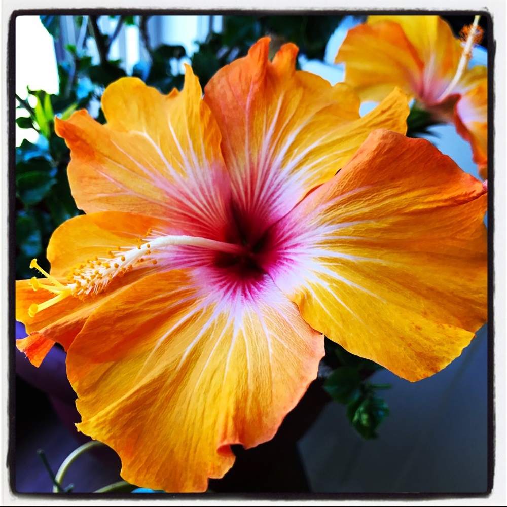 Meet your Posher, Meghan