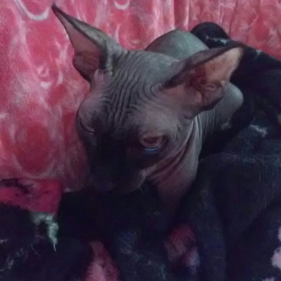 Meet your Posher, Sharon - Picture 2 of 2