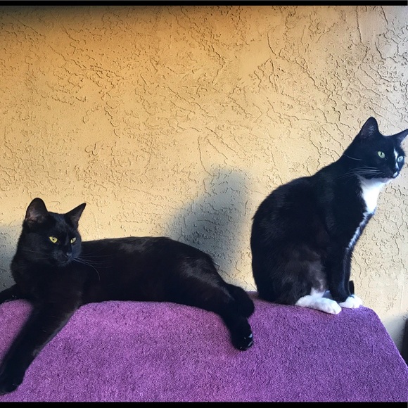 Meet your Posher, Ariel - Picture 2 of 4