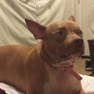 Meet your Posher, Luis