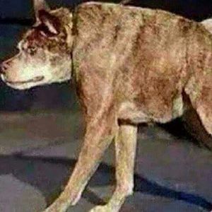 Meet your Posher, Lizbeth