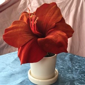 A fake amaryllis flower in a ceramic pot