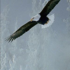 Meet your Posher, Jake