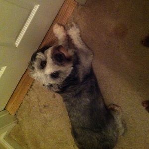 Meet your Posher, Amya