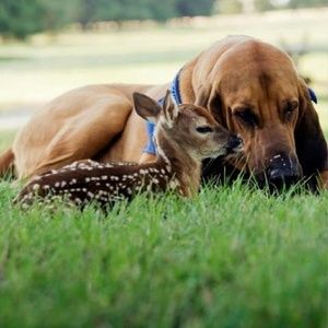 Meet your Posher, Charlie