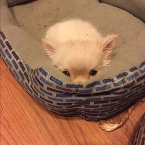 Meet your Posher, Allisyn