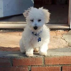 Meet your Posher, Alexa