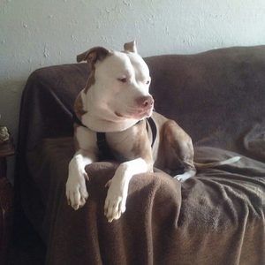 Meet your Posher, Janice