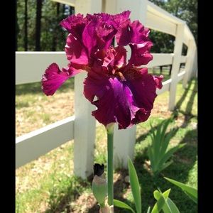 Meet your Posher, Janice