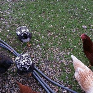 Meet your Posher, Alicia