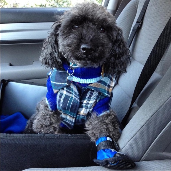 Your puppy should look as cute & cozy as you do! - Picture 1 of 4
