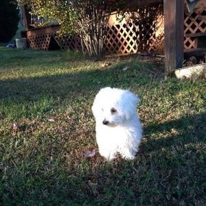 Meet your Posher, Penny