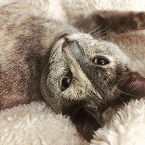 Meet your Posher, Claudia