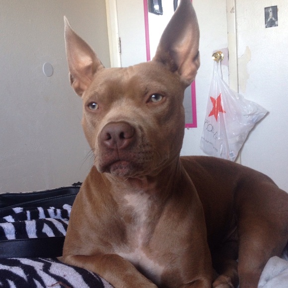 Meet your Posher, Elizabeth - Picture 12 of 13