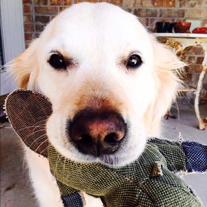 Meet your Posher, Yuan ping