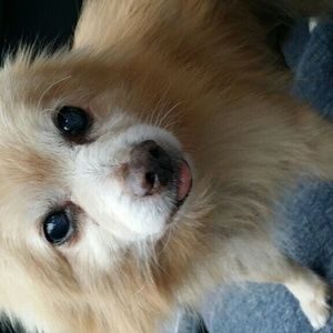 Meet your Posher, Chau