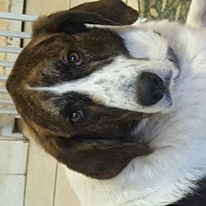 Meet your Posher, Barbara