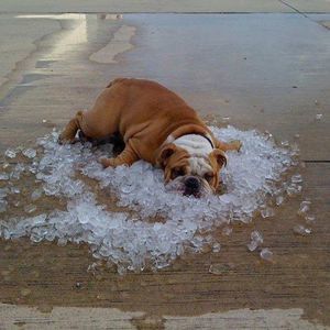 Meet your Posher, Shelley