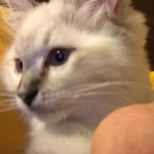 Meet your Posher, Noble