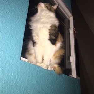 Meet your Posher, Iris