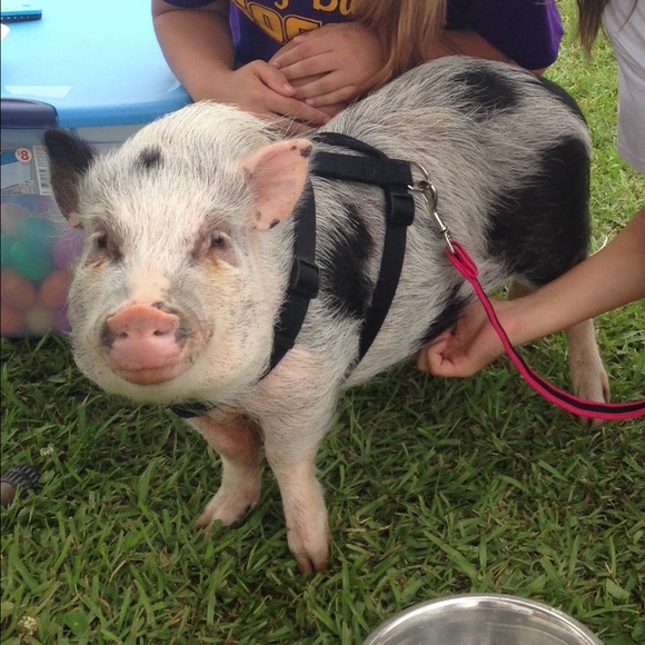 Meet your Posher, Sarah - Picture 2 of 4