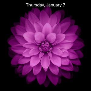 Meet your Posher, Gina