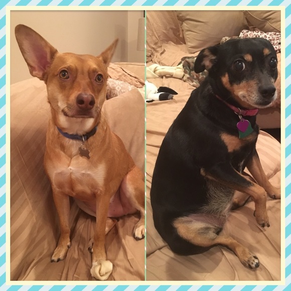 Meet your Posher, Stacy - Picture 2 of 2