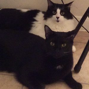 Meet your Posher, Robin