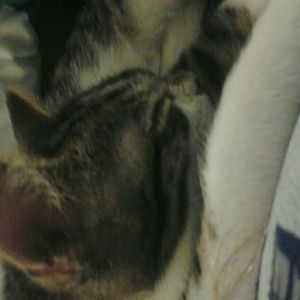 Meet your Posher, Kaylan