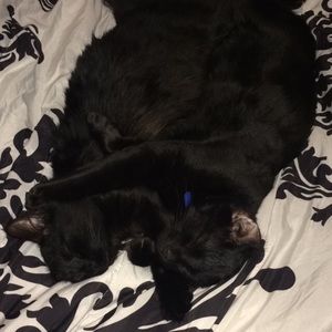 Meet your Posher, Shelby