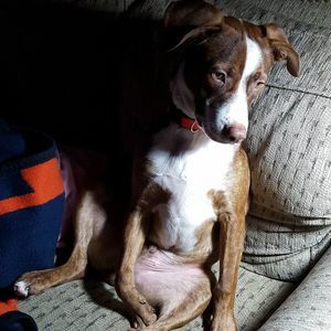 Meet your Posher, Holly