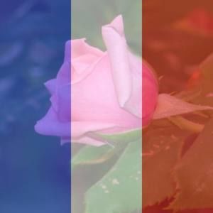 Meet your Posher, Carole