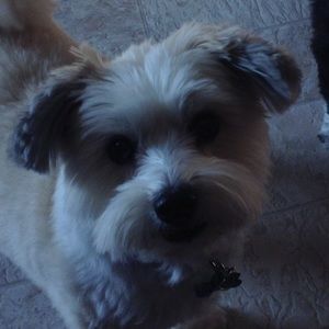 Meet your Posher, Patty