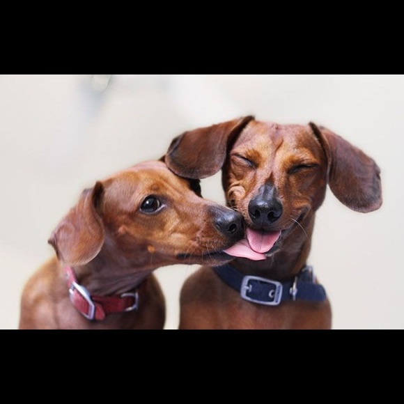 Meet your Posher, Nicole - Picture 2 of 4