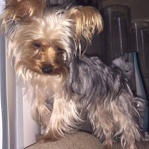 Meet your Posher, Daisy