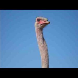 Meet your Posher, Renee