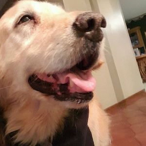 Meet your Posher, Halie